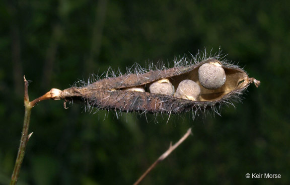 Plancia ëd Lathyrus hirsutus L.