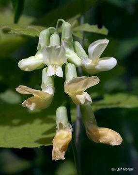 Lathyrus ochroleucus Hook. resmi