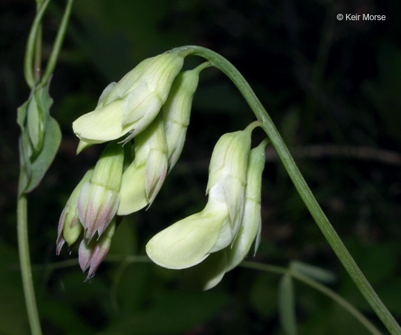 Image of cream pea