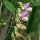 Image of Marsh pea