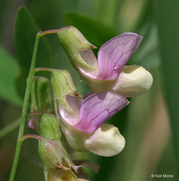 Lathyrus palustris L. resmi