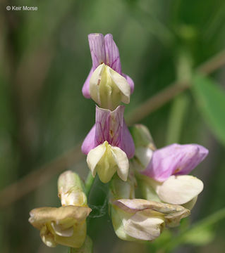 Imagem de Lathyrus palustris L.