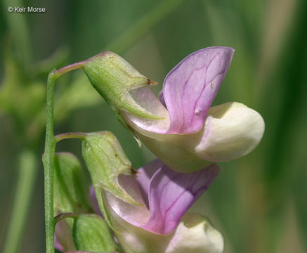 Lathyrus palustris L. resmi