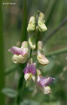 Image of Marsh pea