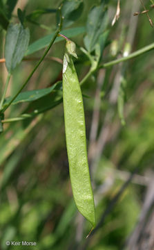 Imagem de Lathyrus palustris L.