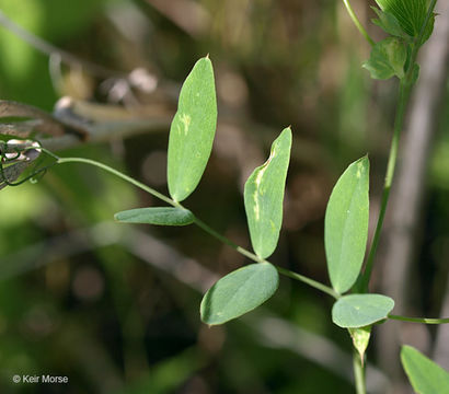 Image of Marsh pea