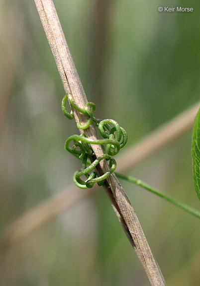 Image of Marsh pea