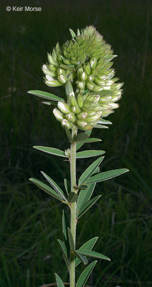 Image of roundhead lespedeza