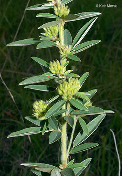 Image of roundhead lespedeza