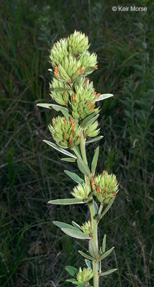 Слика од Lespedeza capitata Michx.