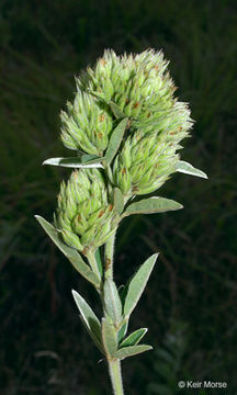 Image of roundhead lespedeza