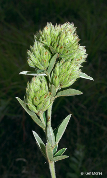 Слика од Lespedeza capitata Michx.