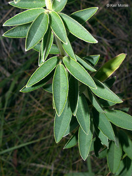 Image of roundhead lespedeza