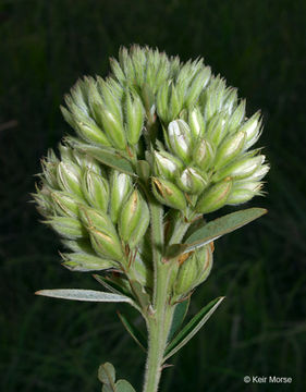 Image of roundhead lespedeza