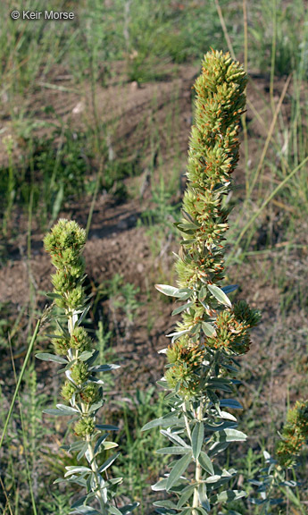 Image of roundhead lespedeza