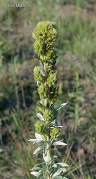 Image of roundhead lespedeza