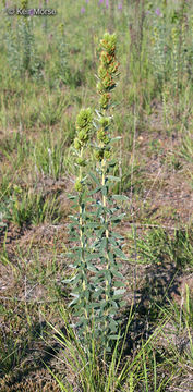 Image of roundhead lespedeza