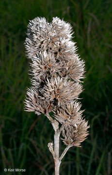 Image of roundhead lespedeza