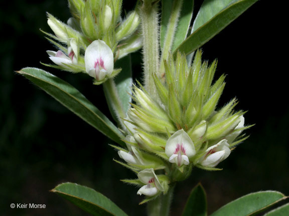 Image of roundhead lespedeza