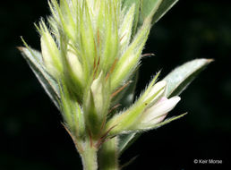 Image of roundhead lespedeza