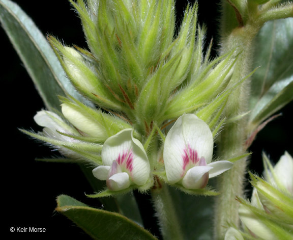 Image of roundhead lespedeza