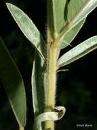 Image of roundhead lespedeza