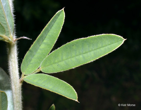 Image of roundhead lespedeza