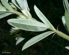 Слика од Lespedeza capitata Michx.