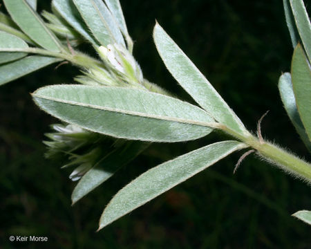 Image of roundhead lespedeza