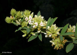 Image of roundhead lespedeza