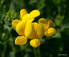 Слика од Lotus corniculatus L.