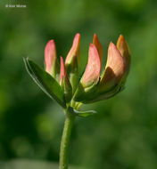 Слика од Lotus corniculatus L.