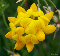 Слика од Lotus corniculatus L.