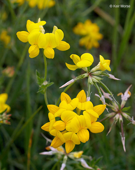 Слика од Lotus corniculatus L.