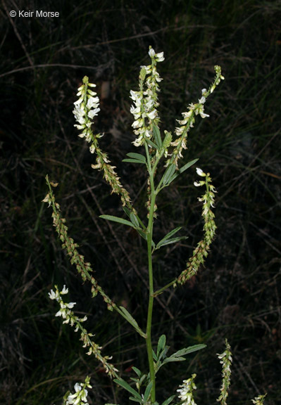 Image of White Melilot