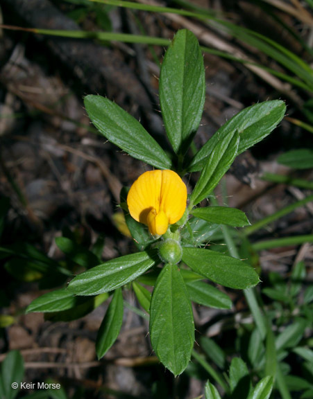 Image of sidebeak pencilflower