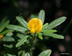 Plancia ëd Stylosanthes biflora (L.) Britton et al.