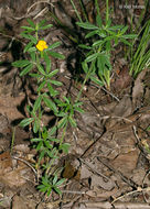 Plancia ëd Stylosanthes biflora (L.) Britton et al.