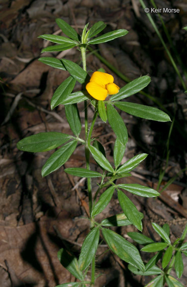 Image de Stylosanthes biflora (L.) Britton et al.