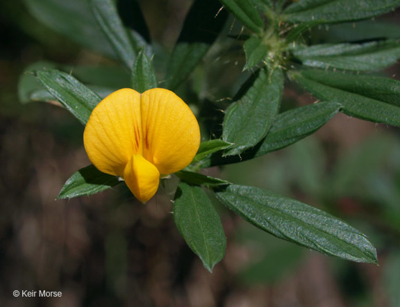 Image de Stylosanthes biflora (L.) Britton et al.