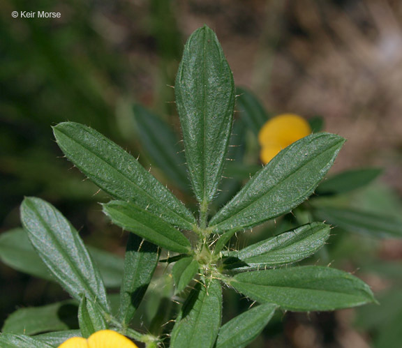 Image of sidebeak pencilflower