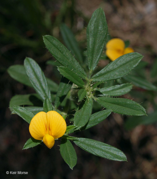 Plancia ëd Stylosanthes biflora (L.) Britton et al.