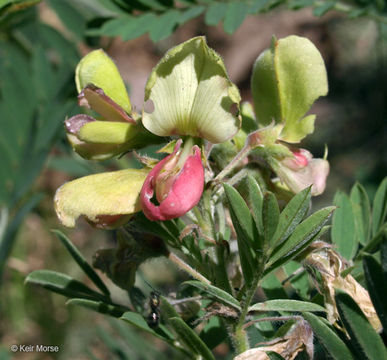 Image of Virginia tephrosia