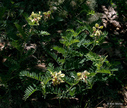 Image of Virginia tephrosia