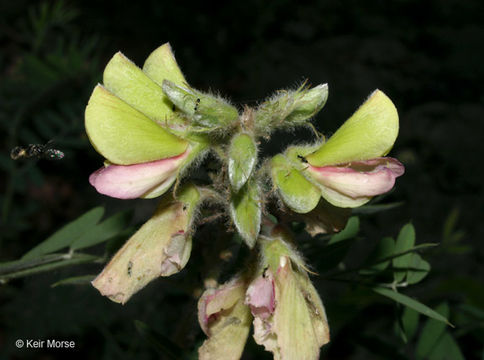 Image of Virginia tephrosia