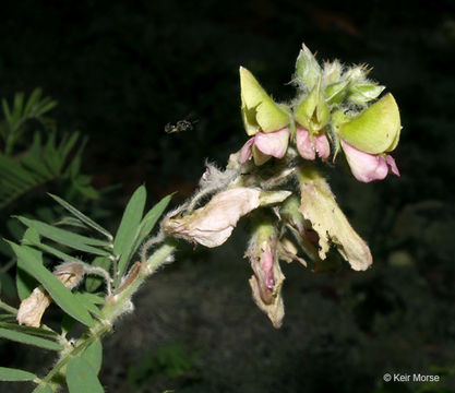 Image of Virginia tephrosia