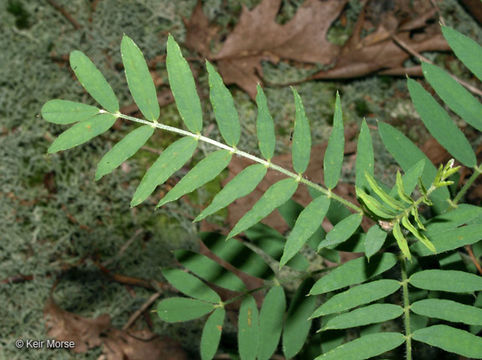 Image of Virginia tephrosia