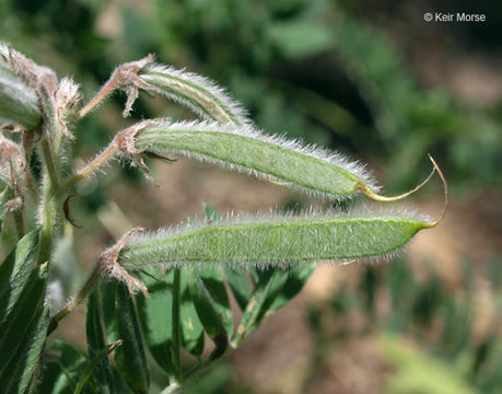 Image of Virginia tephrosia