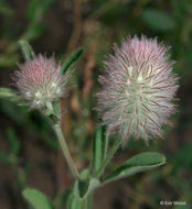 Imagem de Trifolium arvense L.