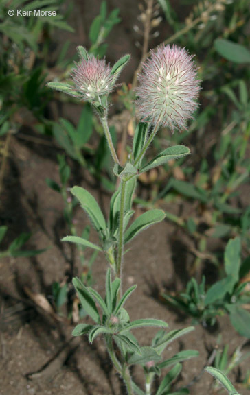 Image of Hare's-foot Clover